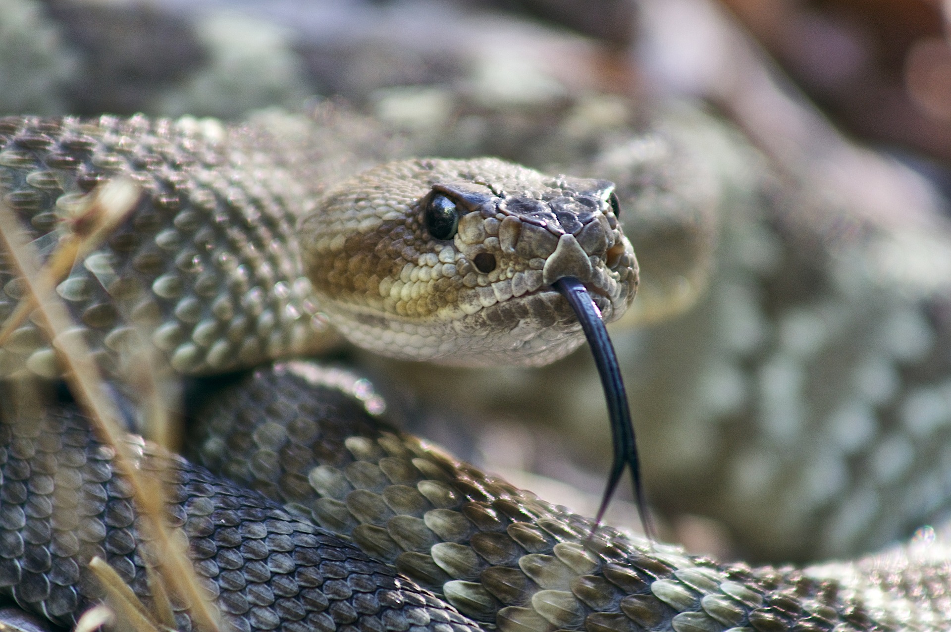 close up of a rattle snake. A forked black tounge sticks out of its closed mouth.