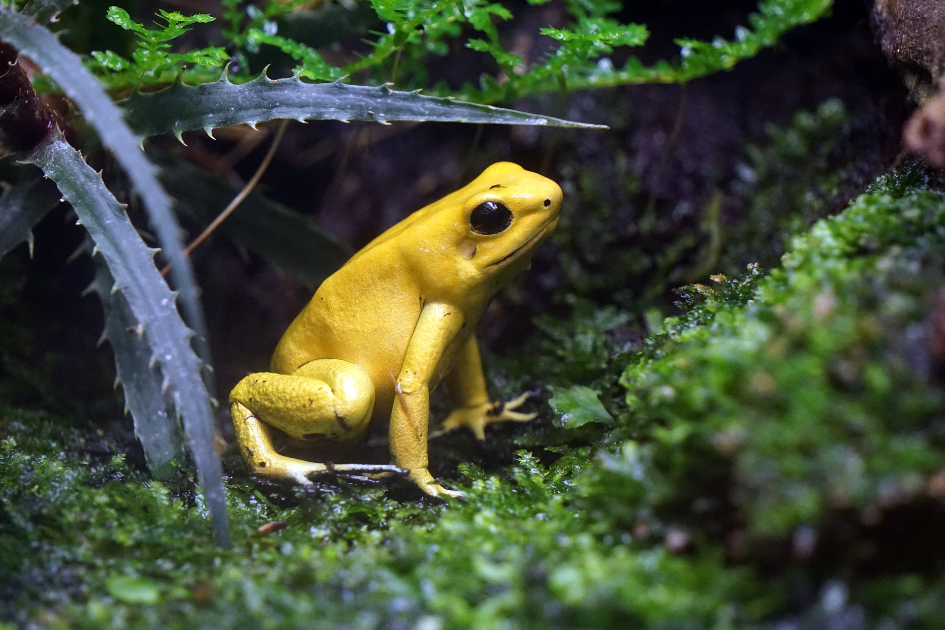 A yellow frog