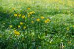 yellow buttercups in a green grass field.