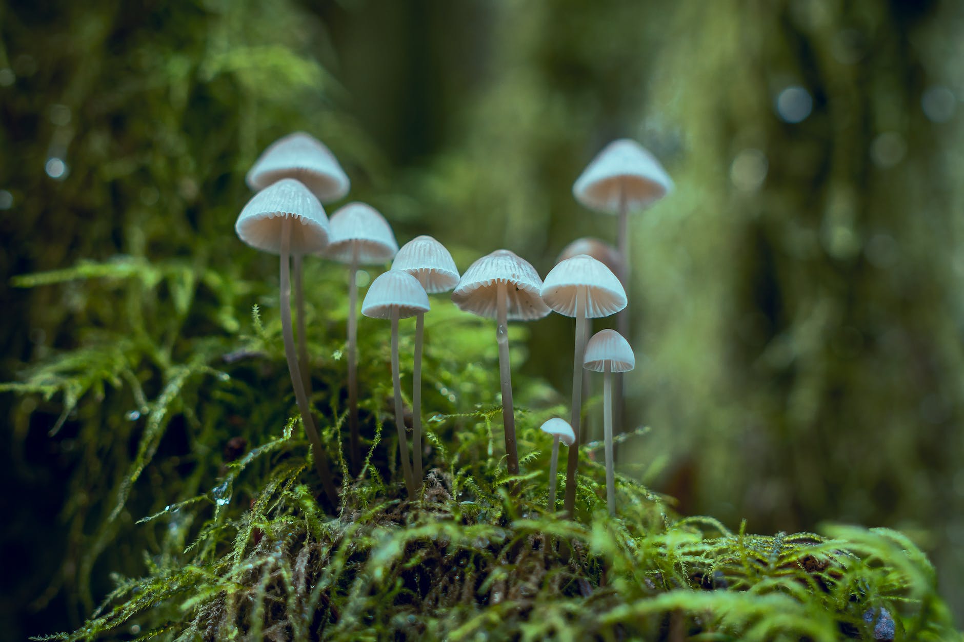small white mushrooms on a mossy log
