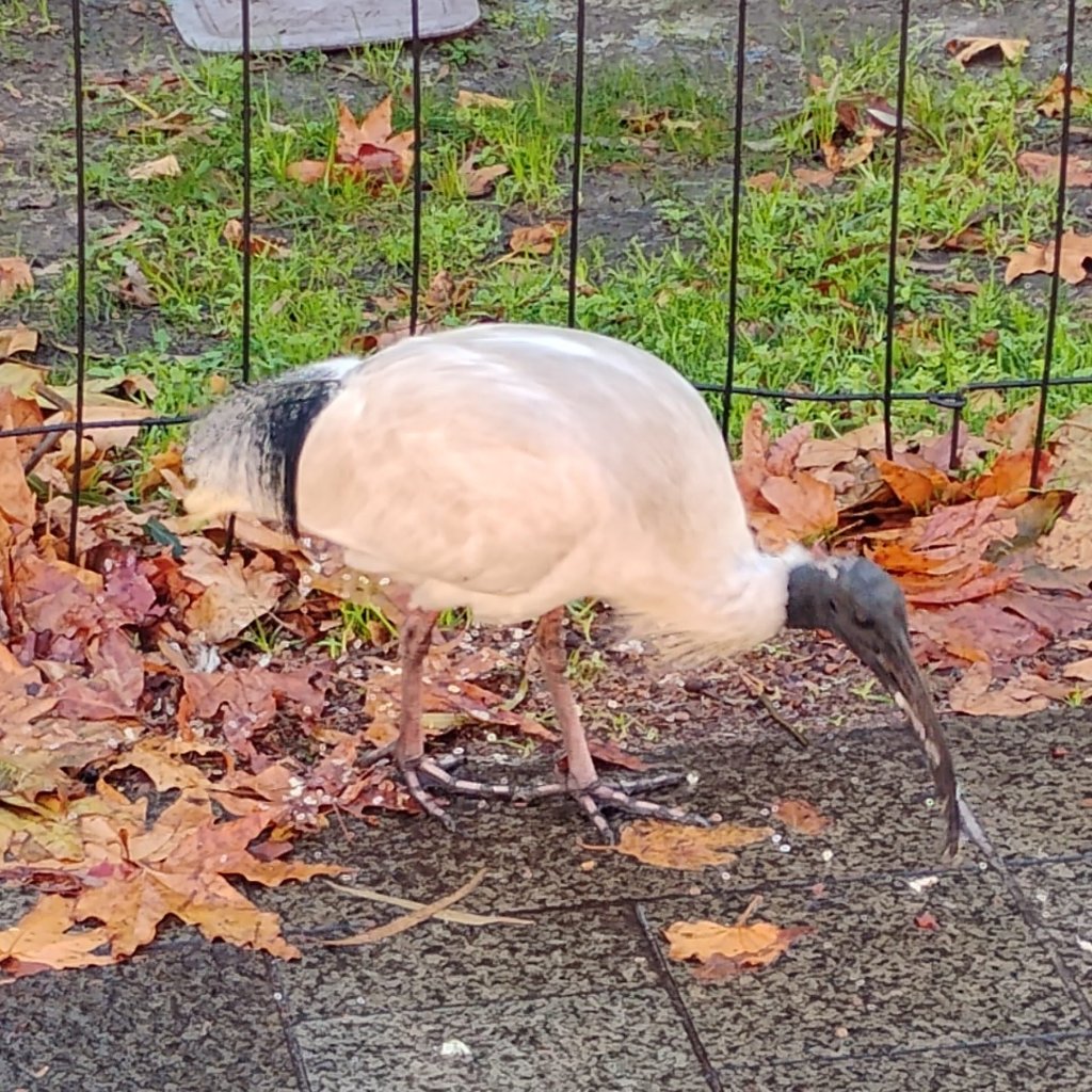 A large round white bird with a black head and long curved black beak. It has sturdy pink legs with pink and black spotted feet.